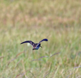 Common Snipe
