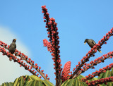 Javan Mynah