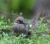 Spotted Dove fledgling