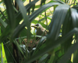 Yellow-vented Bulbul feeding chicks