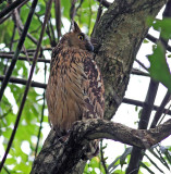 Buffy Fish Owl