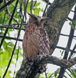Buffy Fish Owl
