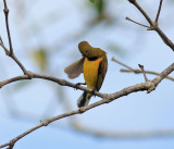 Preening starts