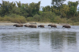Buffalo crossing