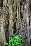 Banyan Tree