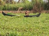 Water hyacinth