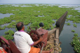 Water hyacinth  on Lake Vembanad