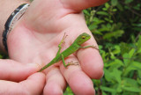 Beautiful green lizard