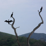 Cormorants