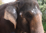 Brihadishwara Temple elephant