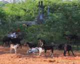 On the road to Chidambaran