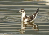 Mouette pygmée, Hydrocoloeus minutus