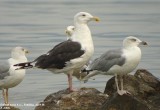 Goland marin, Larus marinus