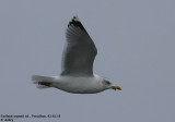 Goland argent, Larus argentatus