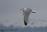 Goland argent, Larus argentatus