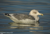 Goland argent, Larus argentatus