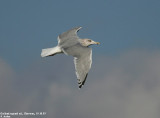 Goland argent, Larus argentatus