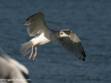 Goland argent, Larus argentatus