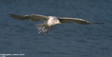 Goland argent, Larus argentatus
