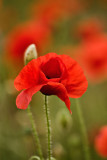 _MG_0209 poppies.jpg