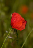 _MG_0267 poppies.jpg