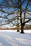 _MG_3336 greenwich.jpg