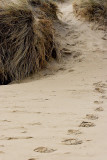 _MG_5826 sea palling.jpg