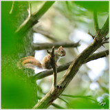 Chipmunk