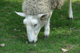 Leister Borders Sheep