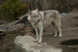 Grey Wolf, Orono, Ontario
