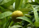 Limoncello