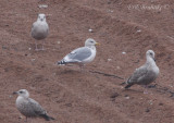 Thayers Gull - Adult