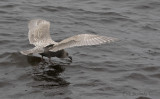 Thayers Gull - Juvenile