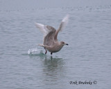 Juvenile Thayers Gull