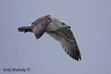 Herring Gull