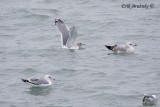 Adult Thayers Gull with Ring-billed Gulls