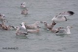 Bickering Herring Gulls