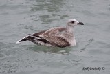 Herring Gull - white P10