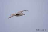 Iceland or Thayers Gull...