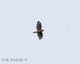 Red-shouldered Hawk calling