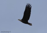 Adult Bald Eagle