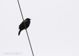 Red-winged Blackbird