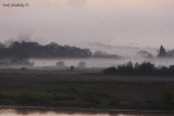 Cackling Geese flocks at Baskett Slough NWR