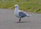 Adult Glaucous-winged Gull