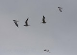 Caspian Terns migrating through!
