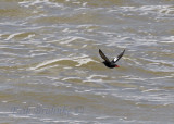 Pigeon Guillemot in flight