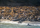 Digiscoped Steller Sea Lions and California Sea Lions