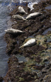 Harbor Seals with Harlequin Duck pair (bottom)