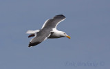 Adult Western Gull