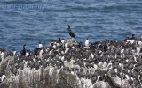 Common Murres with some Brandts Cormorants